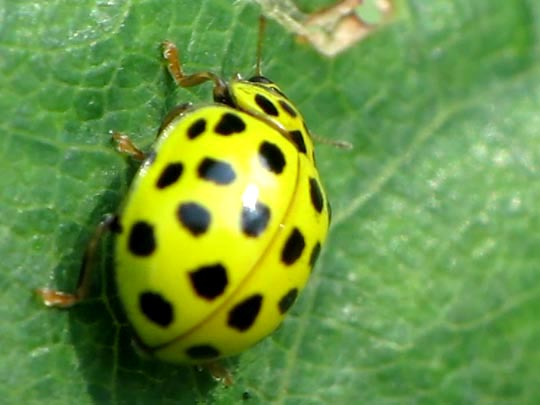Zweiundzwanzigpunkt-Marienkäfer, Psyllobora vigintiduopunctata