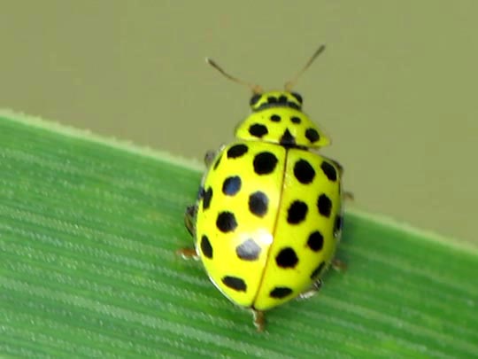Zweiundzwanzigpunkt-Marienkäfer, Psyllobora vigintiduopunctata