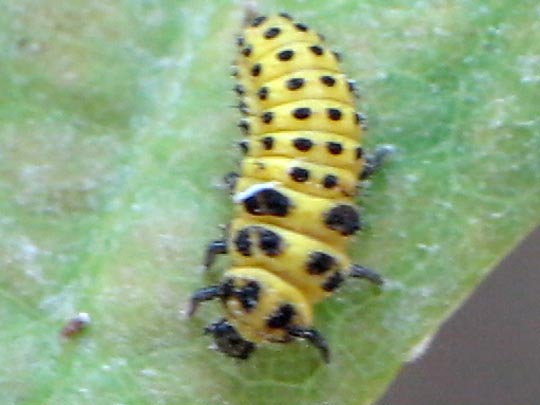 Zweiundzwanzigpunkt-Marienkäfer, Psyllobora vigintiduopunctata