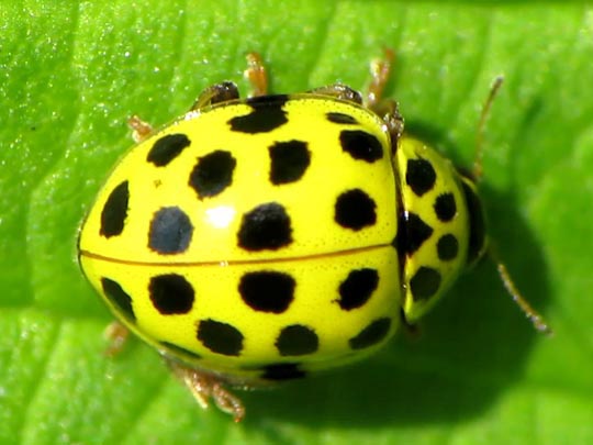 Zweiundzwanzigpunkt-Marienkäfer, Psyllobora vigintiduopunctata