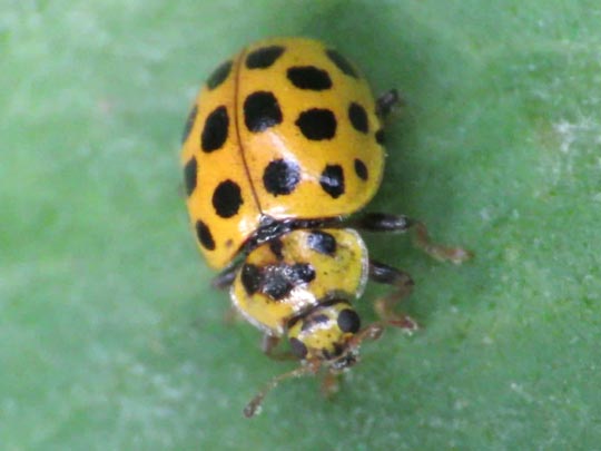 Zweiundzwanzigpunkt-Marienkäfer, Psyllobora vigintiduopunctata