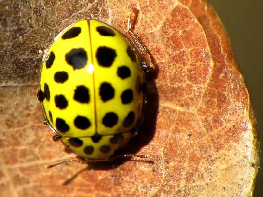 Zweiundzwanzigpunkt-Marienkäfer, Psyllobora vigintiduopunctata
