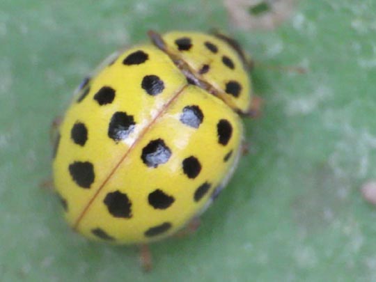Zweiundzwanzigpunkt-Marienkäfer, Psyllobora vigintiduopunctata