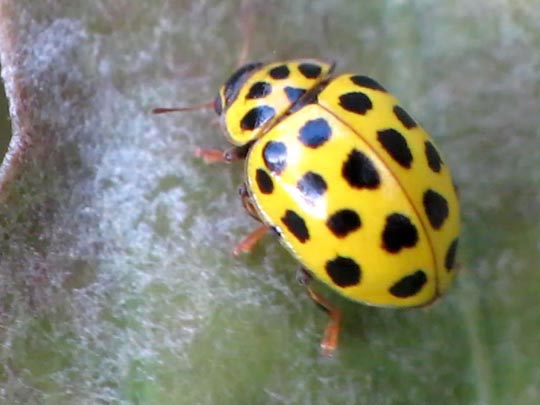 Zweiundzwanzigpunkt-Marienkäfer, Psyllobora vigintiduopunctata