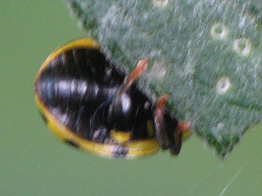 Zweiundzwanzigpunkt-Marienkäfer, Psyllobora vigintiduopunctata