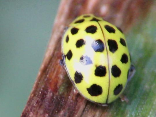 Zweiundzwanzigpunkt-Marienkäfer, Psyllobora vigintiduopunctata