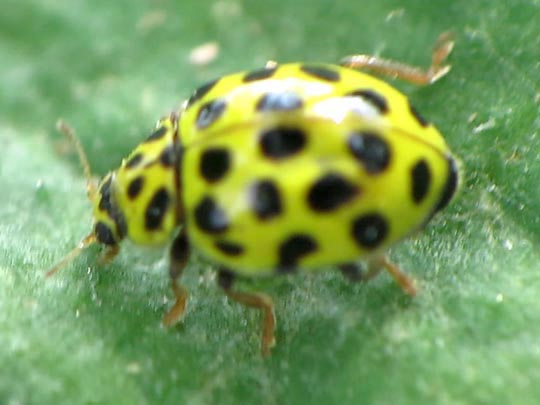 Zweiundzwanzigpunkt-Marienkäfer, Psyllobora vigintiduopunctata