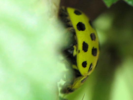 Zweiundzwanzigpunkt-Marienkäfer, Psyllobora vigintiduopunctata
