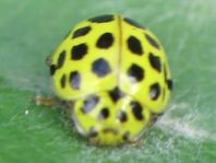 Zweiundzwanzigpunkt Marienkäfer, Psyllobora vigintiduopunctat