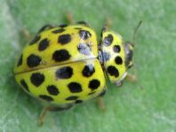 Zweiundzwanzigpunkt Marienkäfer, Psyllobora vigintiduopunctat