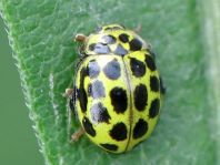 Zweiundzwanzigpunkt Marienkäfer, Psyllobora vigintiduopunctat