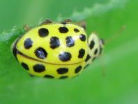 Zweiundzwanzigpunkt Marienkäfer, Psyllobora vigintiduopunctat