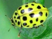 Zweiundzwanzigpunkt Marienkäfer, Psyllobora vigintiduopunctat
