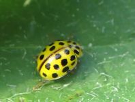 Zweiundzwanzigpunkt Marienkäfer, Psyllobora vigintiduopunctat