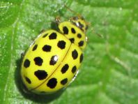 Zweiundzwanzigpunkt Marienkäfer, Psyllobora vigintiduopunctat