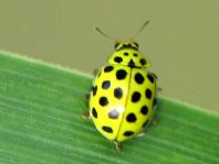 Zweiundzwanzigpunkt Marienkäfer, Psyllobora vigintiduopunctat
