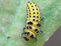Zweiundzwanzigpunkt Marienkäfer, Psyllobora vigintiduopunctat