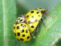 Zweiundzwanzigpunkt Marienkäfer, Psyllobora vigintiduopunctat
