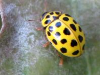 Zweiundzwanzigpunkt Marienkäfer, Psyllobora vigintiduopunctat