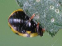 Zweiundzwanzigpunkt Marienkäfer, Psyllobora vigintiduopunctat