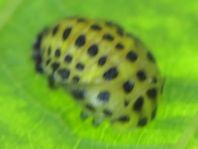 Zweiundzwanzigpunkt Marienkäfer, Psyllobora vigintiduopunctat