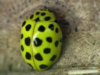 Zweiundzwanzigpunkt Marienkäfer, Psyllobora vigintiduopunctat, Puppe