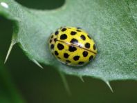 Zweiundzwanzigpunkt Marienkäfer, Psyllobora vigintiduopunctat