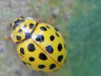 Zweiundzwanzigpunkt Marienkäfer, Psyllobora vigintiduopunctat