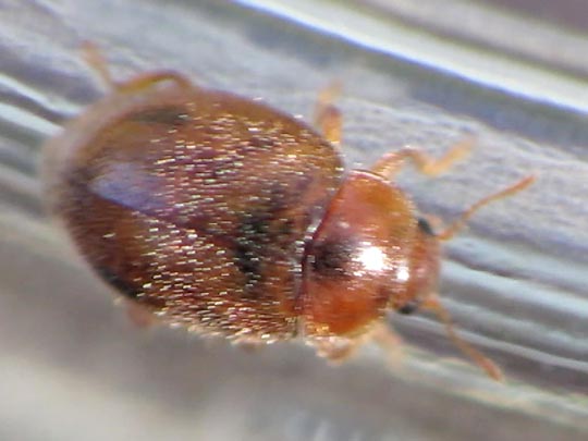 Rhyzobius litura