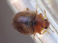 Rhyzobius litura