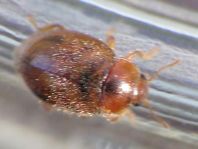 Rhyzobius litura