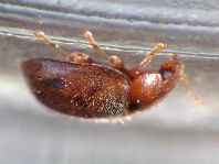 Rhyzobius litura