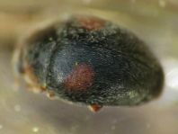 Scymnus frontalis