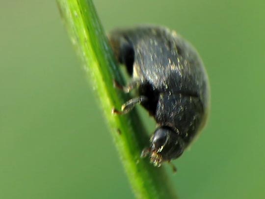 Scymnus nigrinus