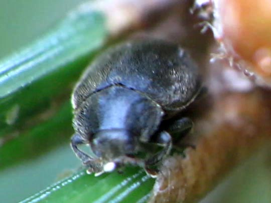 Scymnus nigrinus