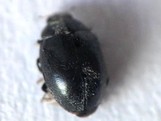 Scymnus nigrinus