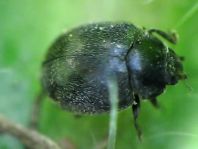 Scymnus nigrinus