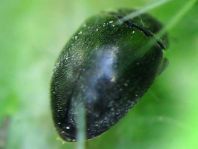Scymnus nigrinus