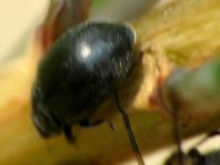 Scymnus nigrinus