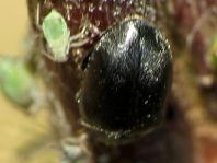 Scymnus nigrinus