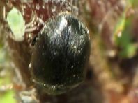 Scymnus nigrinus