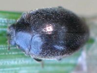 Scymnus nigrinus