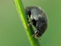 Scymnus nigrinus