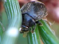 Scymnus nigrinus