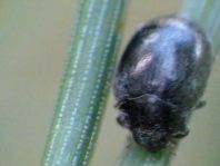 Scymnus nigrinus