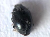 Scymnus nigrinus