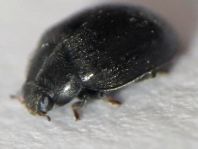 Scymnus nigrinus