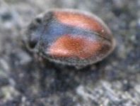 Scymnus suturalis