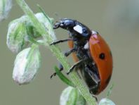 Siebenpunkt Marienkäfer, Coccinella septempunctata