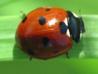 Siebenpunkt Marienkäfer, Coccinella septempunctata